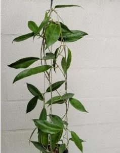Hoya cv rainforest (large)
