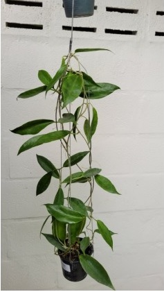 Hoya cv rainforest (large)