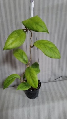 Hoya vitellinoides (large)