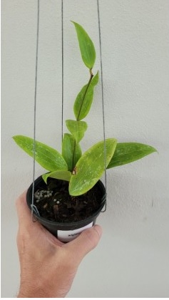 Hoya wightiana (large)