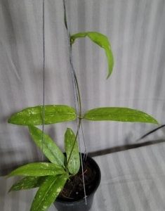Hoya SP. sabah (large)