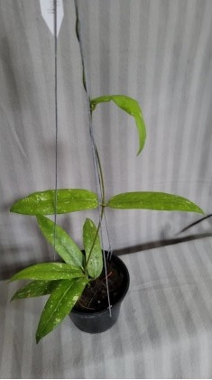 Hoya SP. sabah (large)