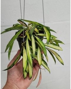 Hoya kentiana variegata (large)
