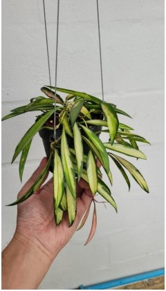 Hoya kentiana variegata (large)
