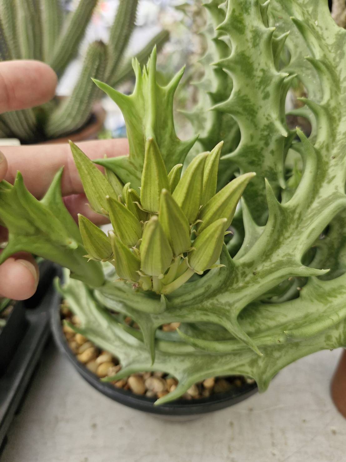 Orbea lutea ssp. Vaga - Image 2