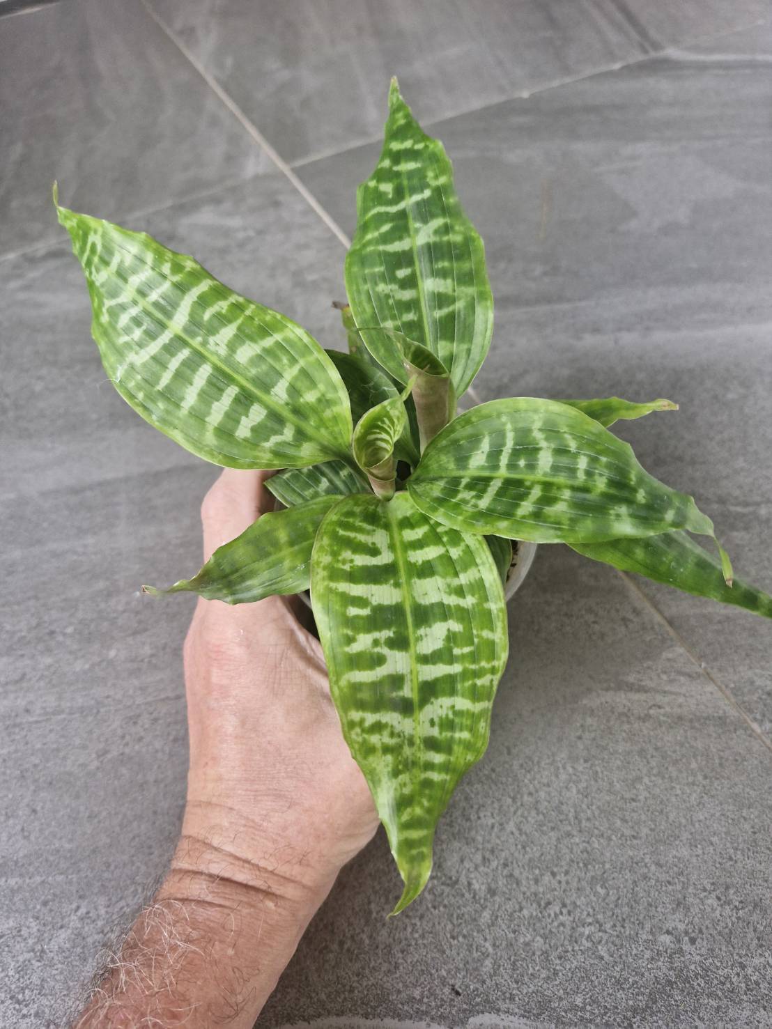 Dracaena goldiana - Image 2
