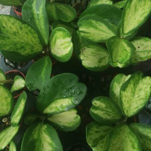 Hoya kerrii variegata  splash ( rooted cutting )