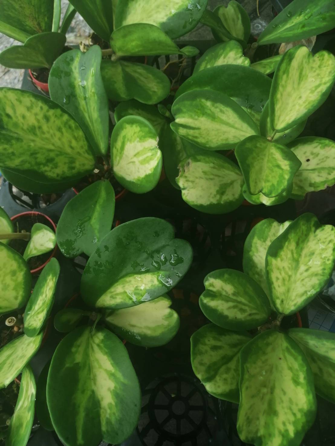 Hoya kerrii variegata  splash ( rooted cutting )