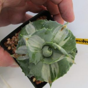 Agave 'Ohi Raijin Shiro Nakafu'