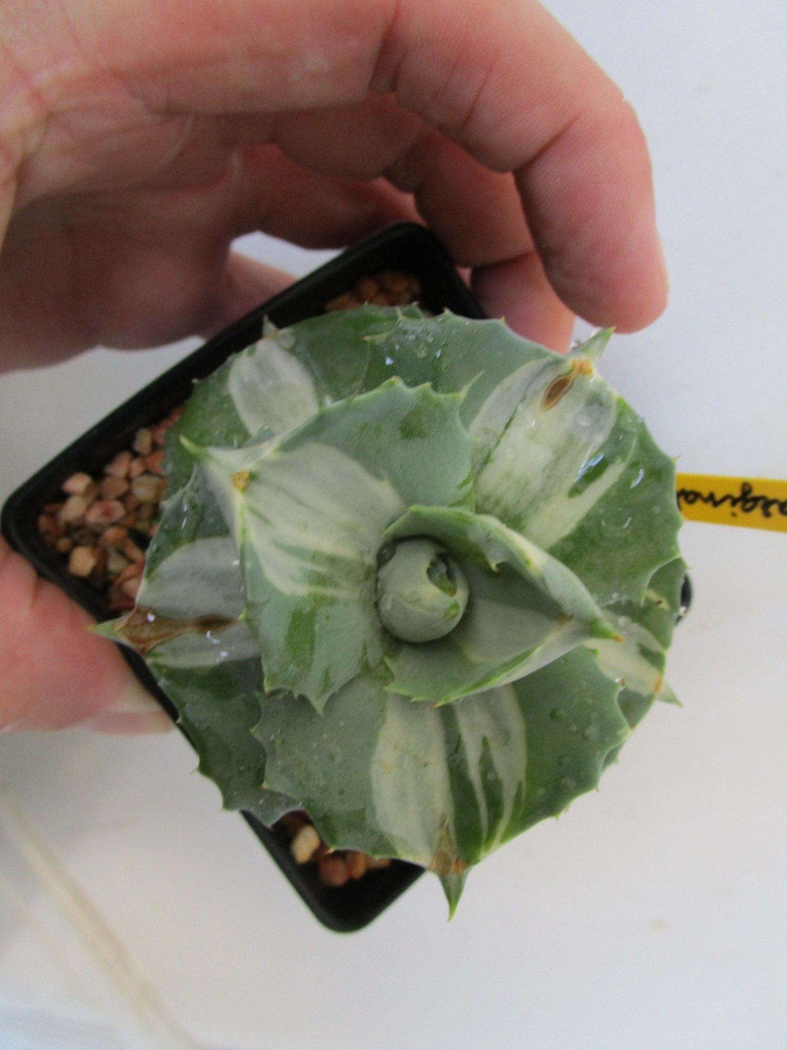Agave 'Ohi Raijin Shiro Nakafu'