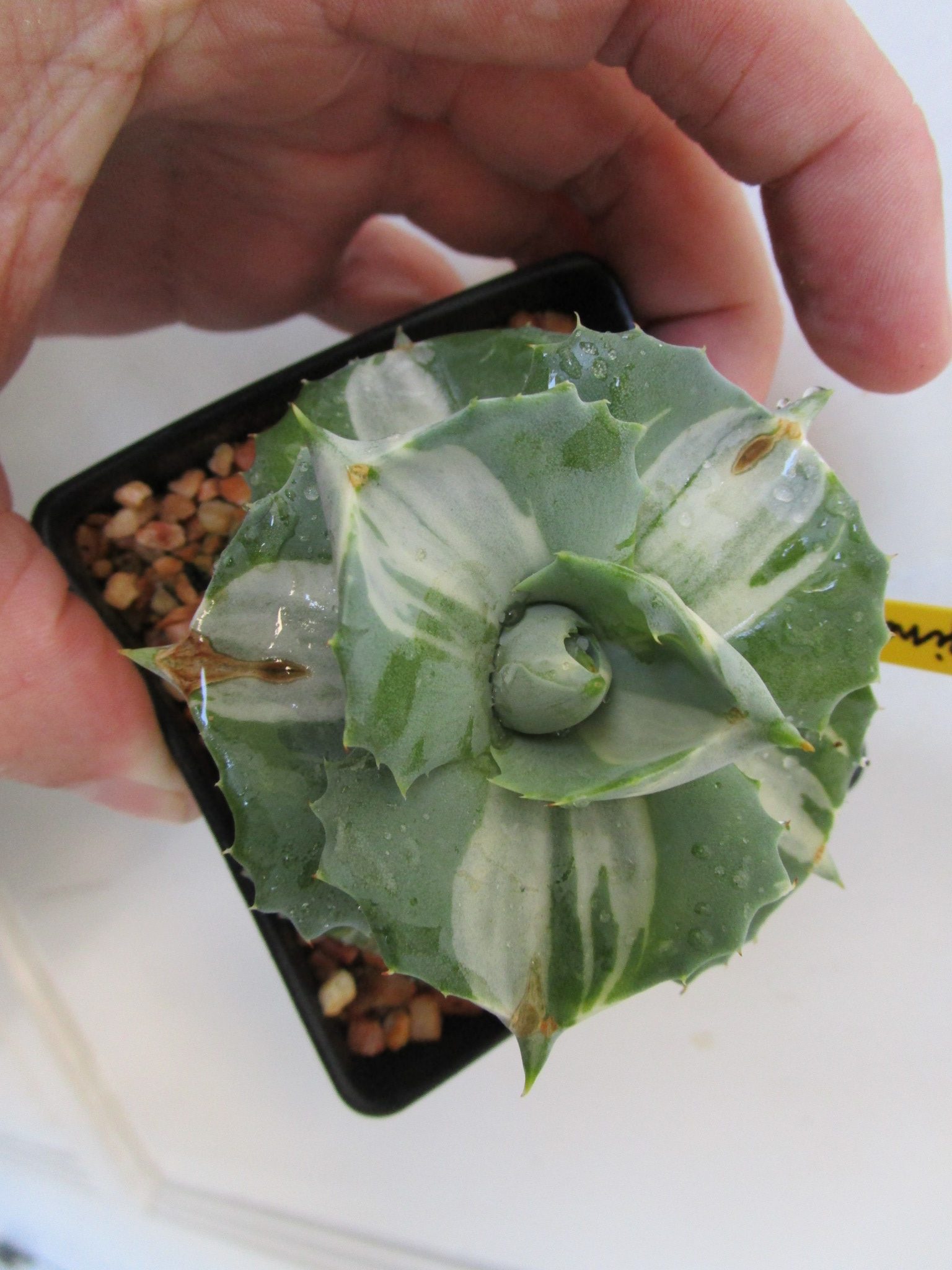 Agave 'Ohi Raijin Shiro Nakafu' - Image 2