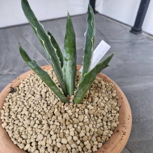 Agave desmettiana mutant merged teeth
