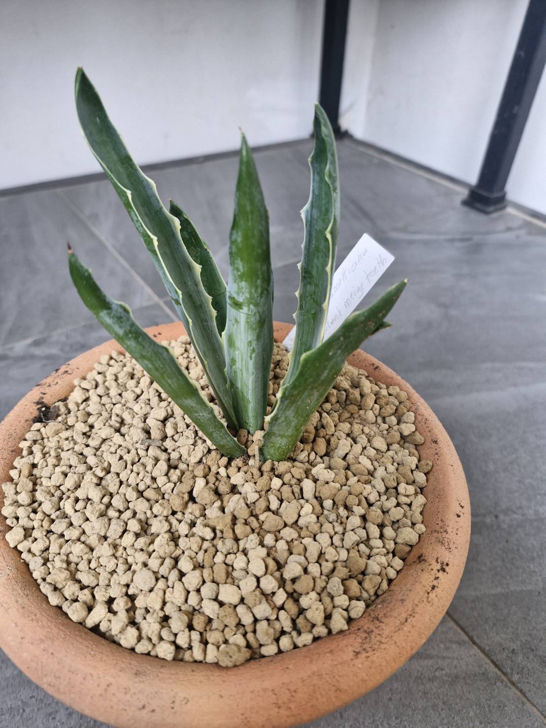 Agave desmettiana mutant merged teeth