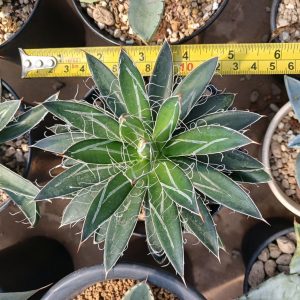 Agave filifera ssp.schidigera