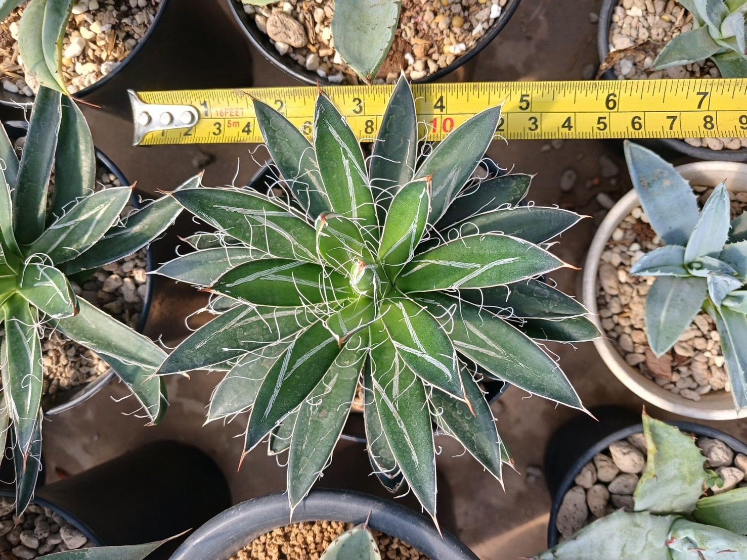 Agave filifera ssp.schidigera