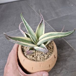 Agave guiengola 'Creme Brulee'