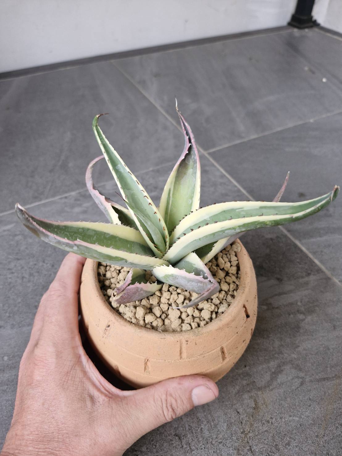 Agave guiengola 'Creme Brulee'