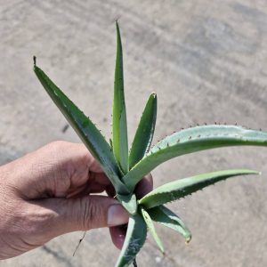 Agave guiengola
