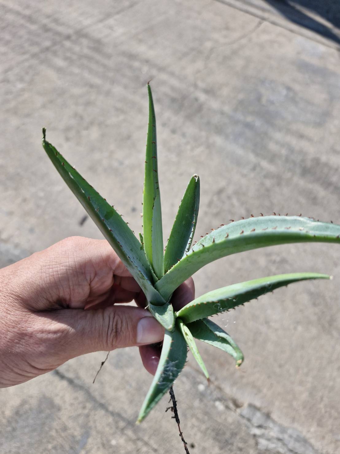 Agave guiengola