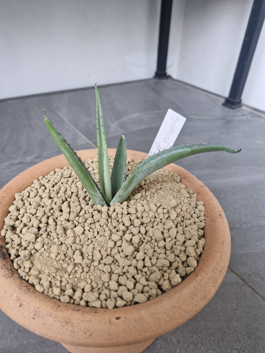 Agave guiengola - Image 2