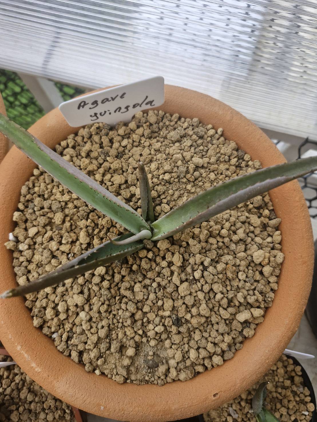 Agave guiengola - Image 3