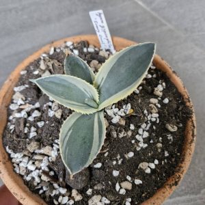Agave gypsophila 'Ivory Curl'
