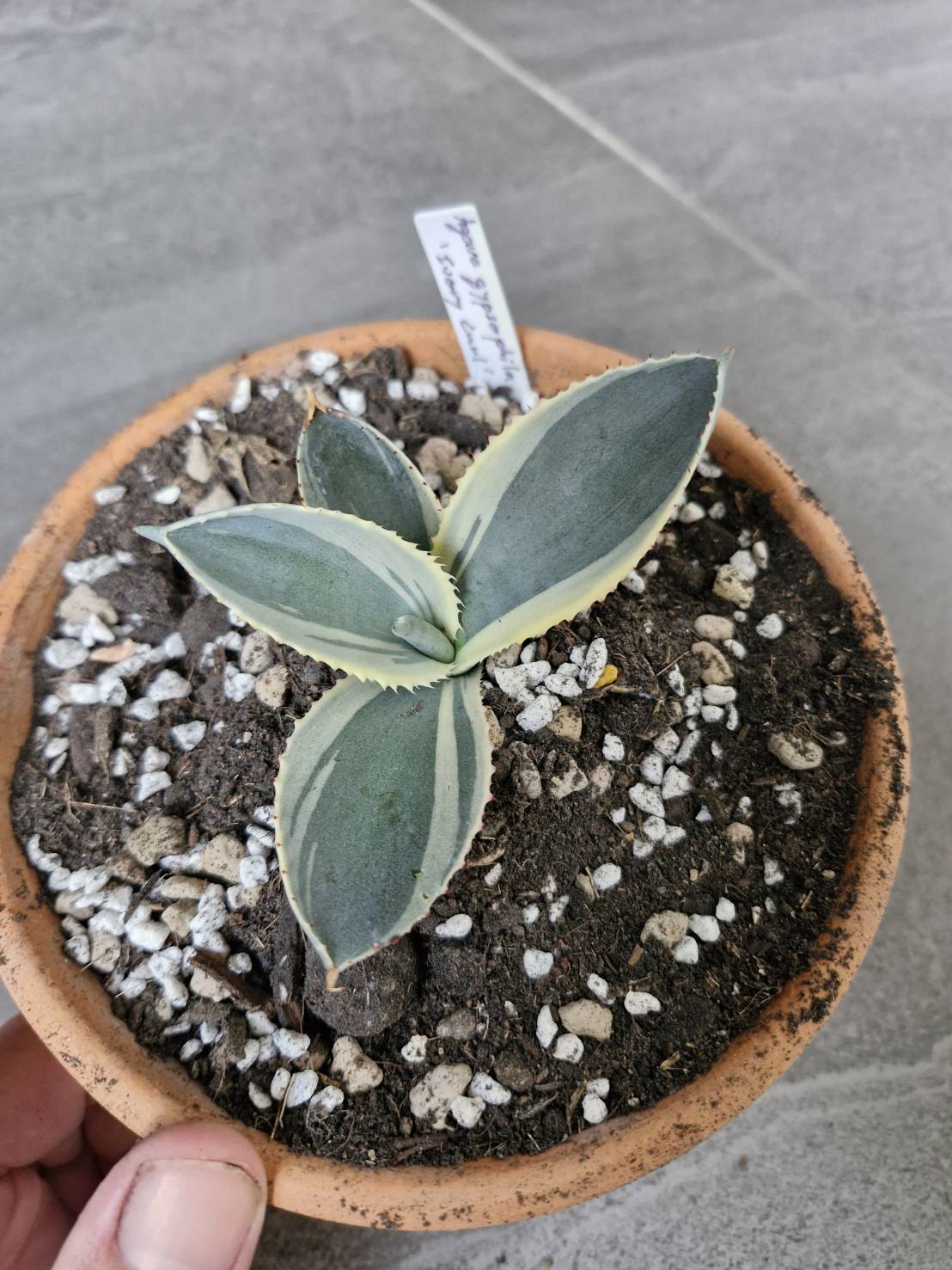 Agave gypsophila 'Ivory Curl'