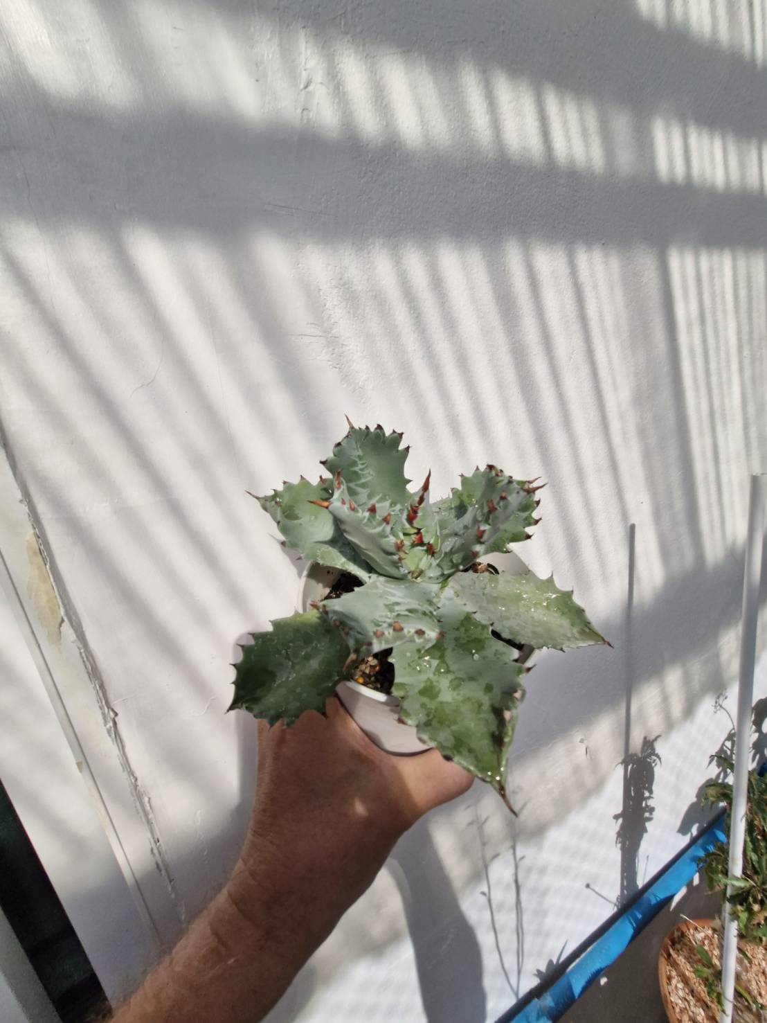 Agave isthmensis 'Fury Becky' - Image 2