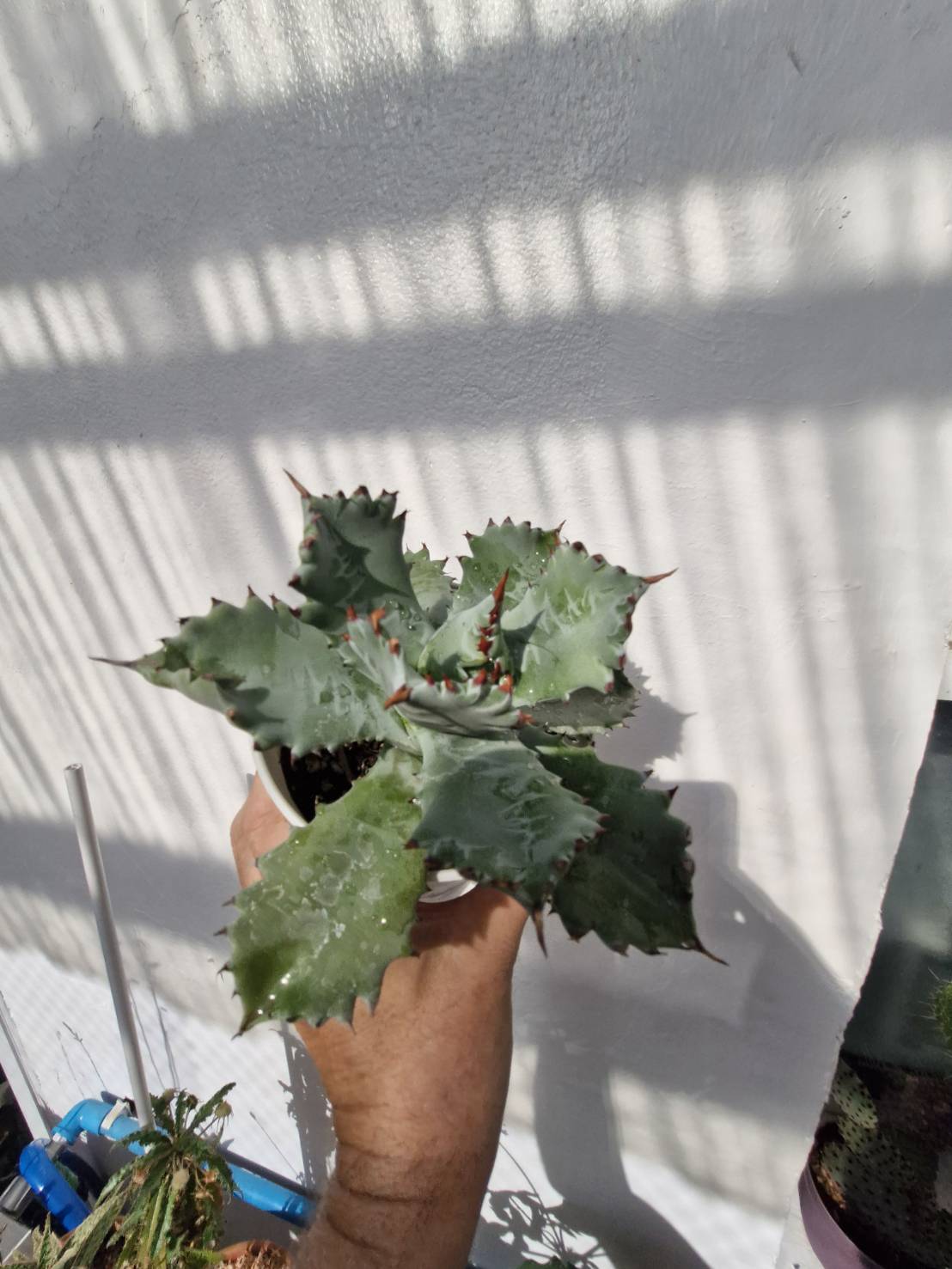 Agave isthmensis 'Fury Becky' - Image 4