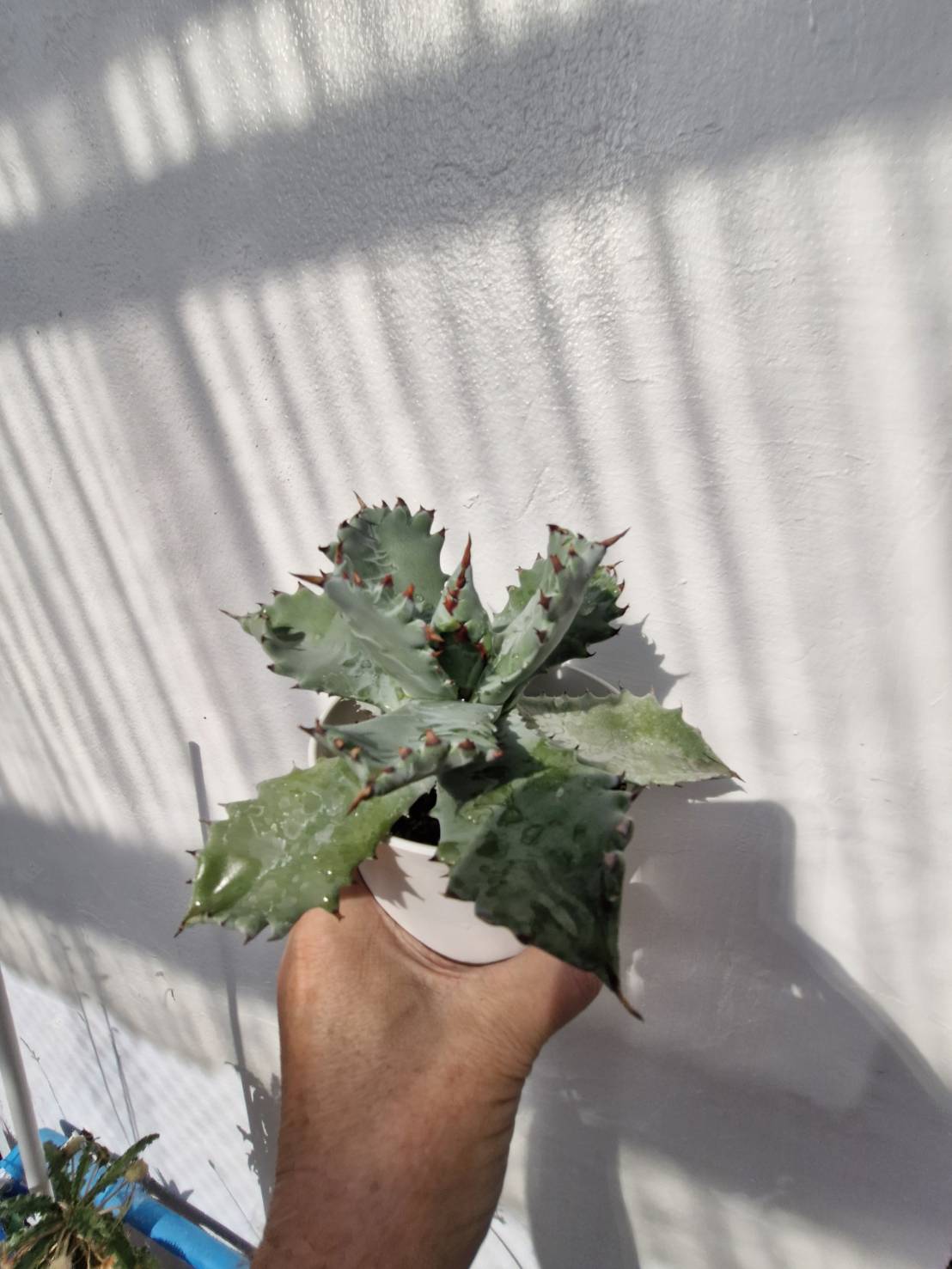 Agave isthmensis 'Fury Becky' - Image 3