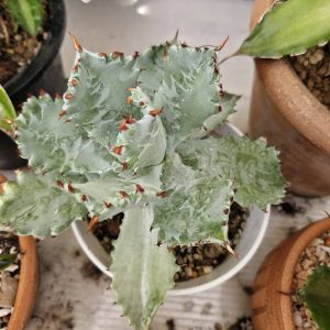 Agave isthmensis 'Fury Becky'