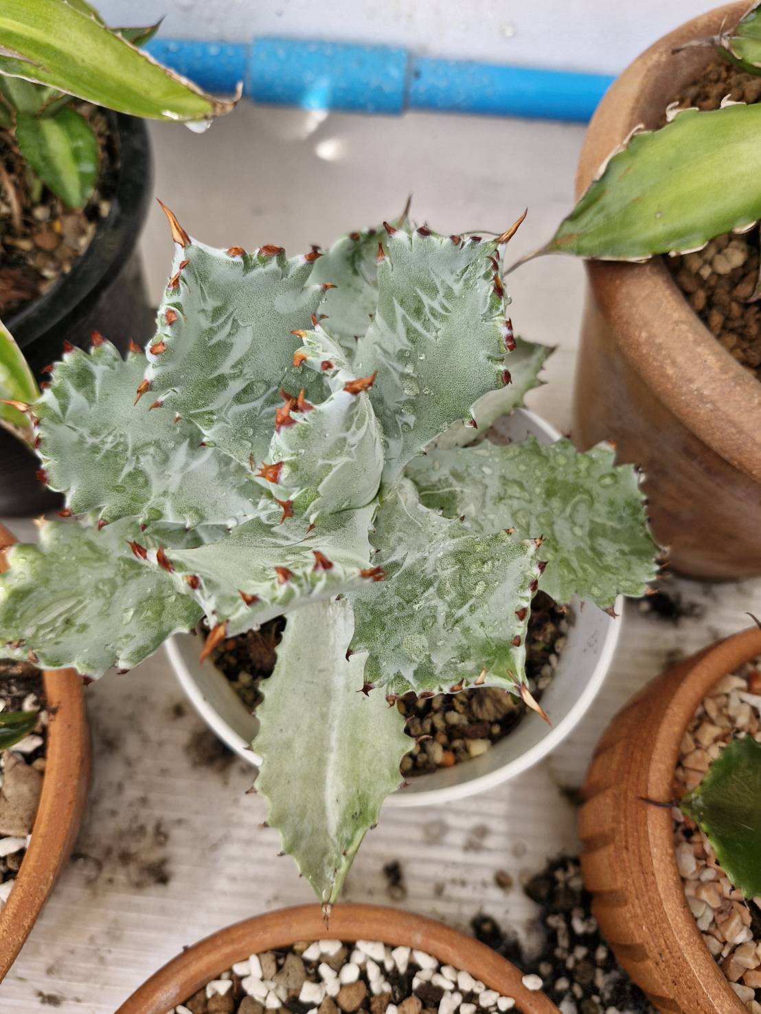 Agave isthmensis 'Fury Becky'