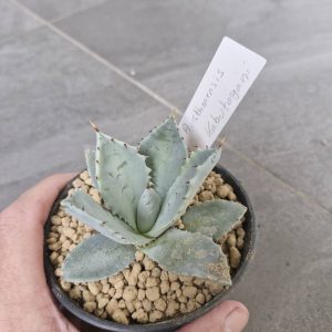 Agave isthmensis kabutogani