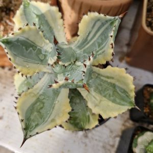 Agave isthmensis kabutogani variegata