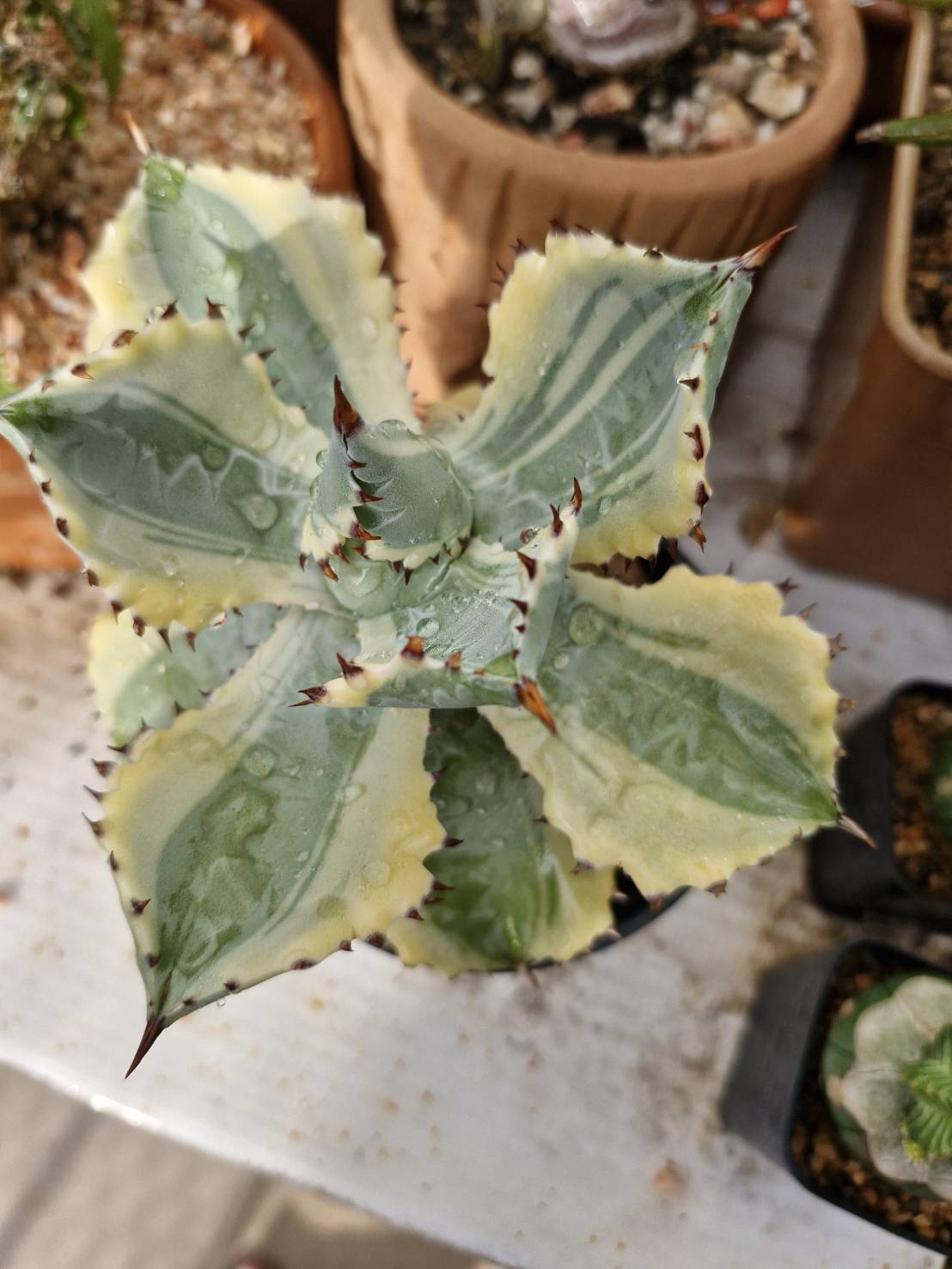 Agave isthmensis kabutogani variegata
