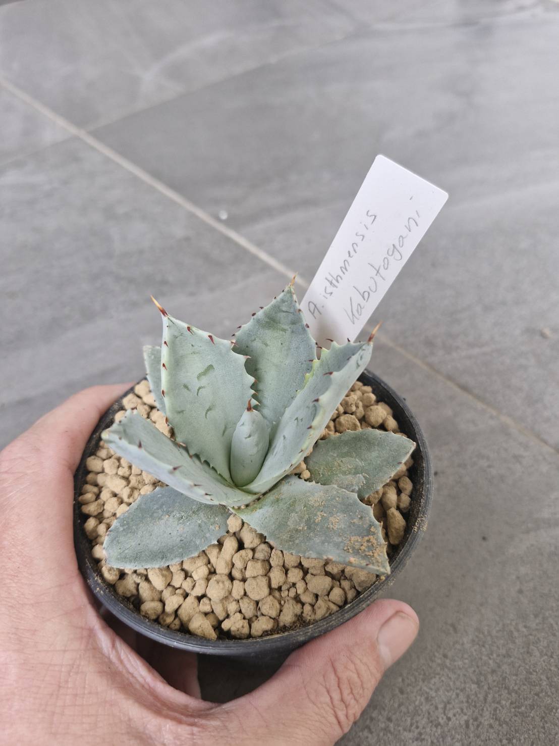 Agave isthmensis kabutogani