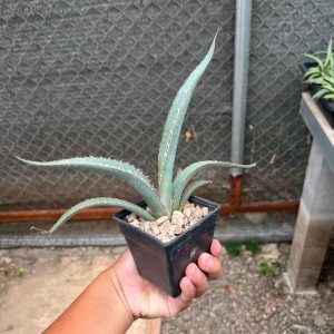Agave kerchovei