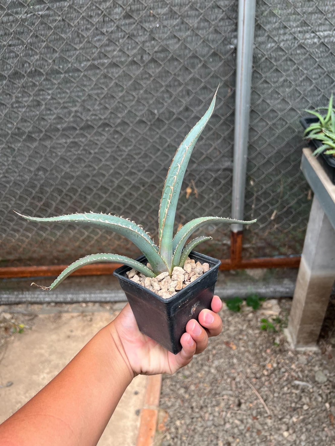 Agave kerchovei