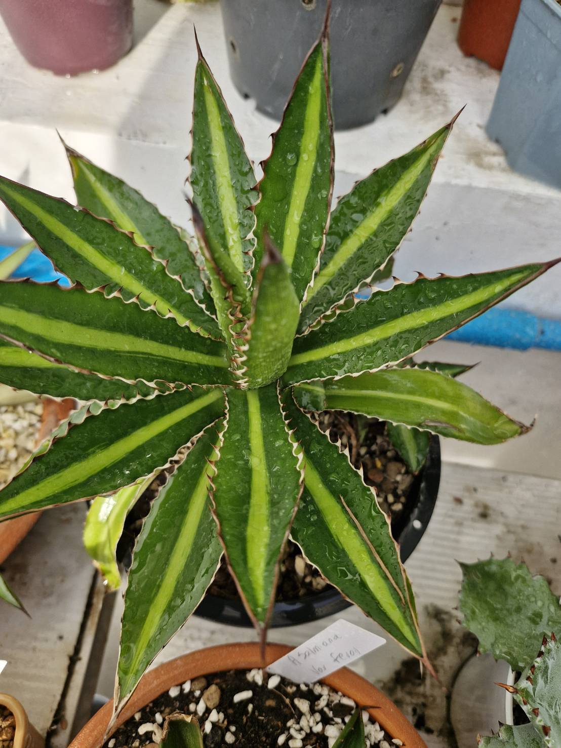 Agave lophantha splendida