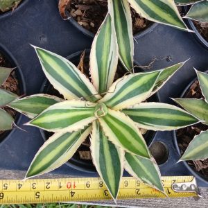 Agave lopantha quadricolor