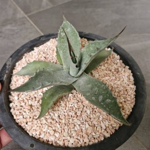 Agave ovatifolia