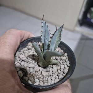 Agave palmeria 'Rudy Arizona' Variegated