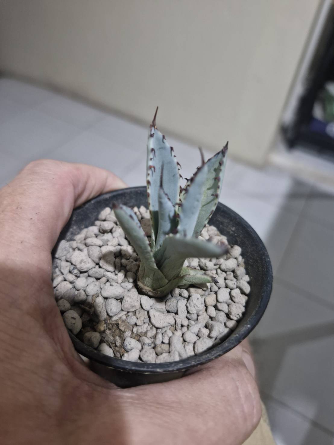 Agave palmeria 'Rudy Arizona' Variegated