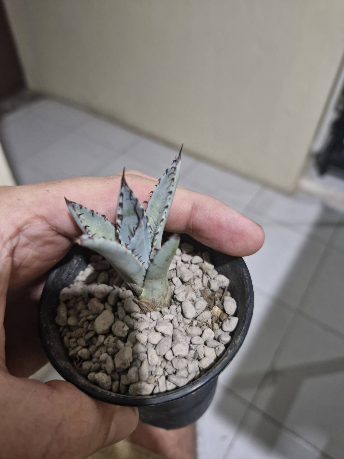 Agave palmeria 'Rudy Arizona' Variegated - Image 3