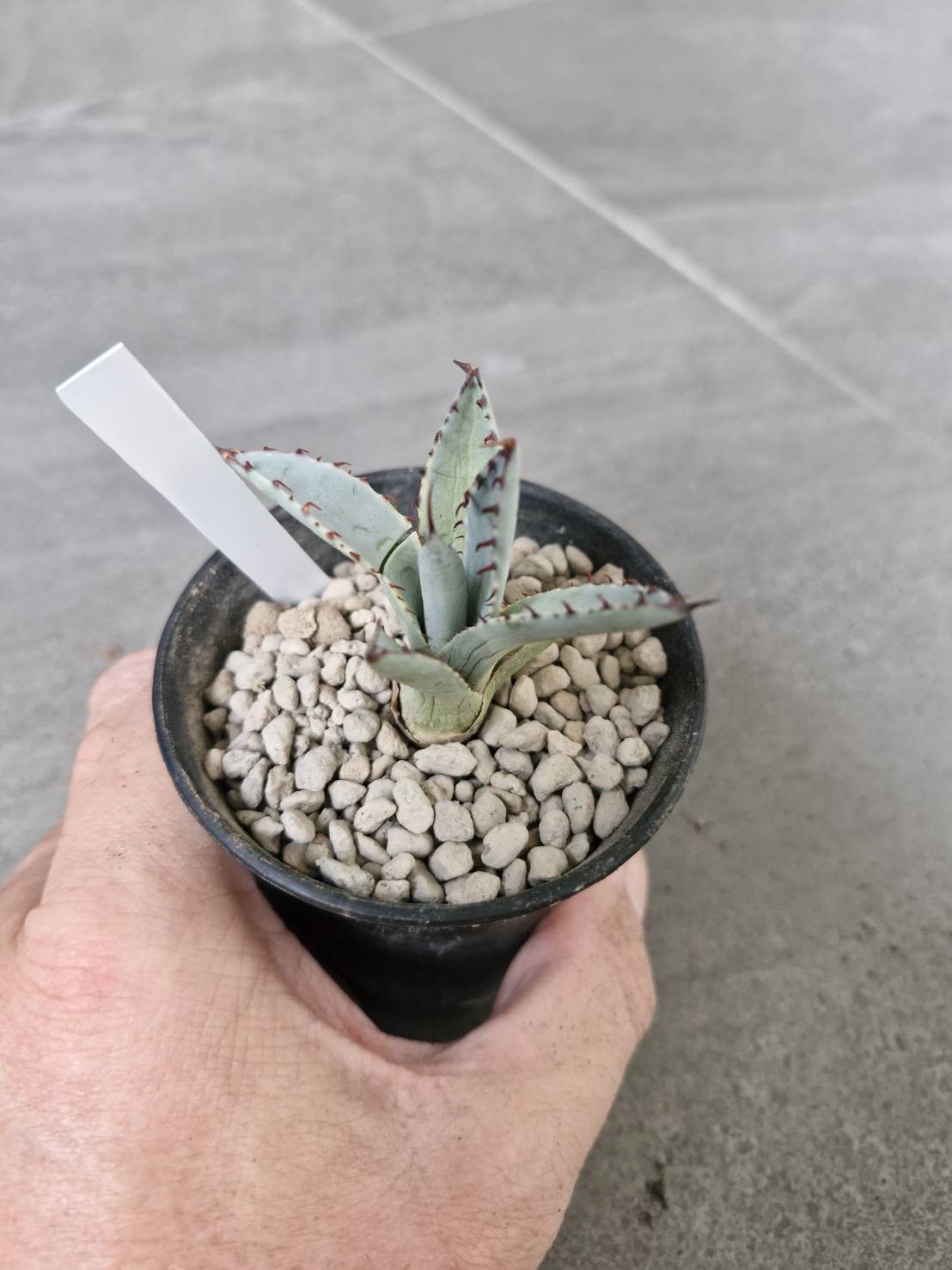 Agave palmeria 'Rudy Arizona' Variegated - Image 2