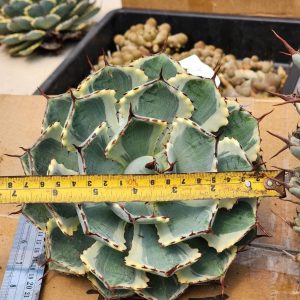 Agave potatorum ‘Kissho Kan’ variegated