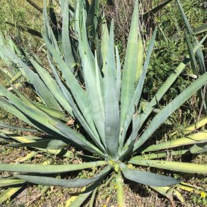 Agave rhodacantha