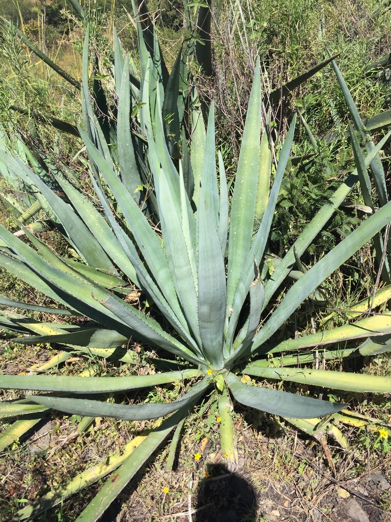 Agave rhodacantha