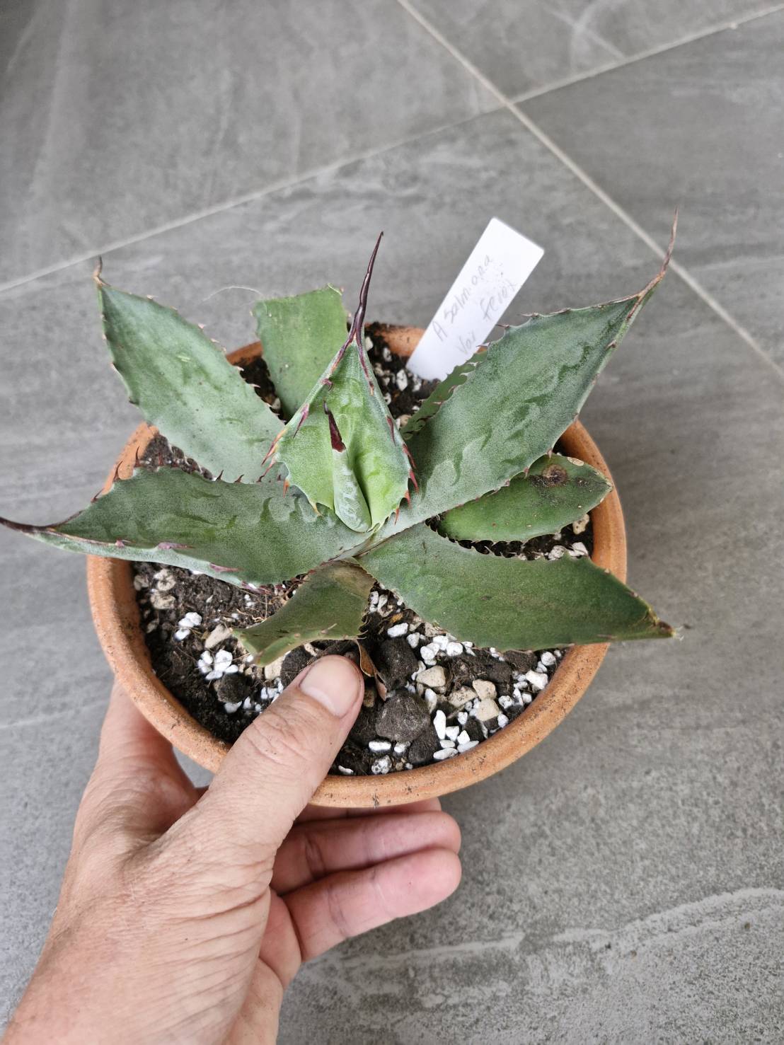 Agave salmiana var. ferox