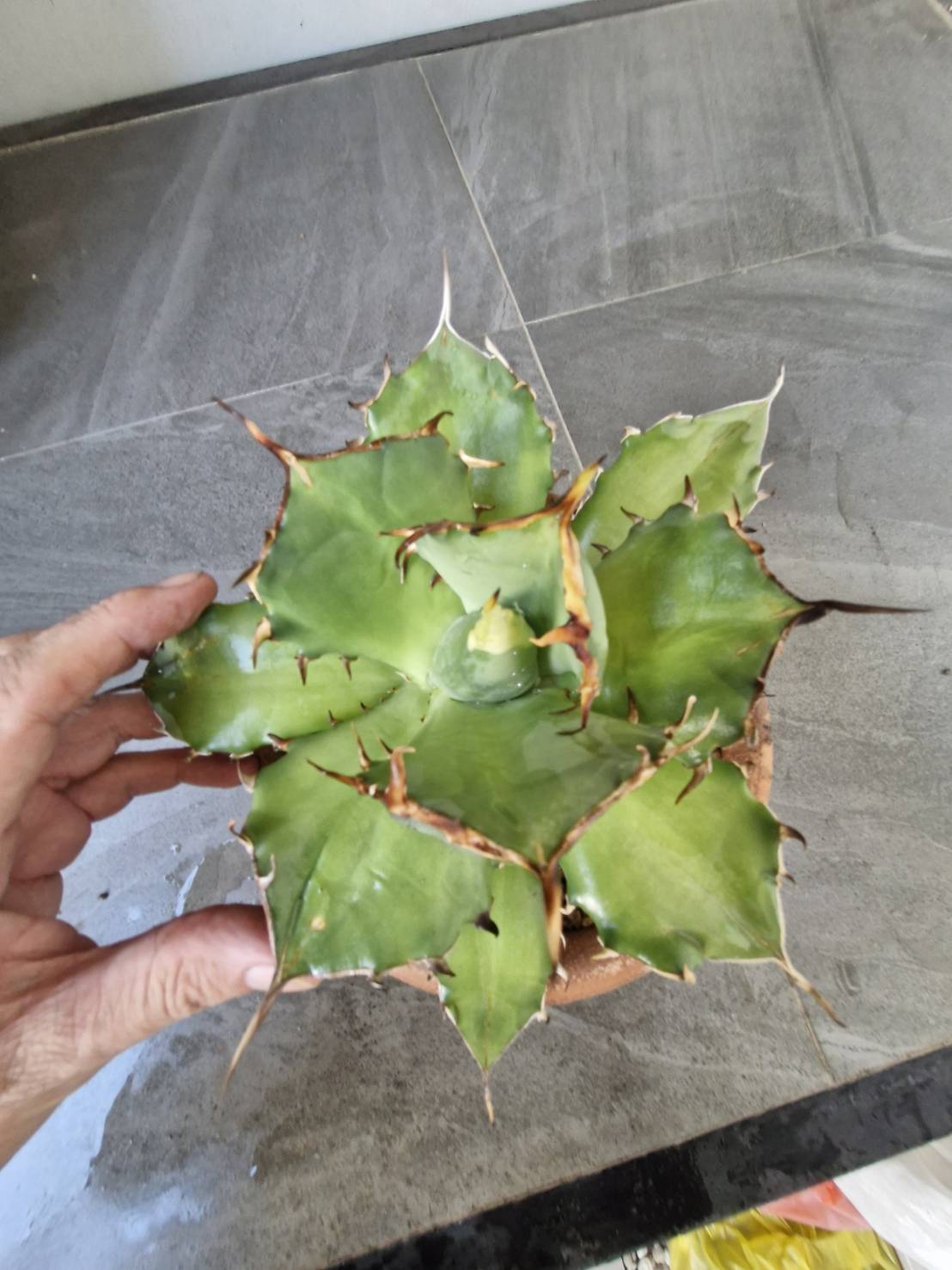 Agave titanota
